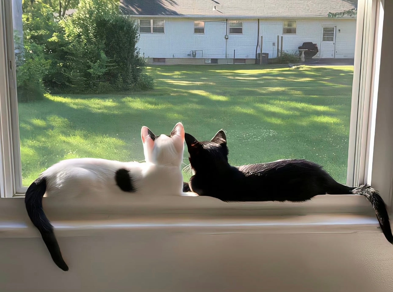 Give Your Cat a Forest, and It Will Give You a Whole World of Healing.