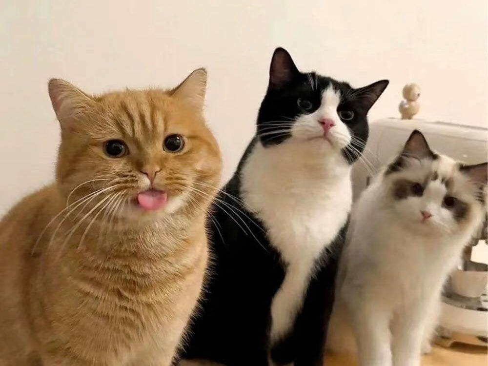 “Give Your Cat a Toy, and It Will Give You a House Full of Healing Joy” — Why Cat Toys Are the Key to Unlocking Your Cat’s Happiness