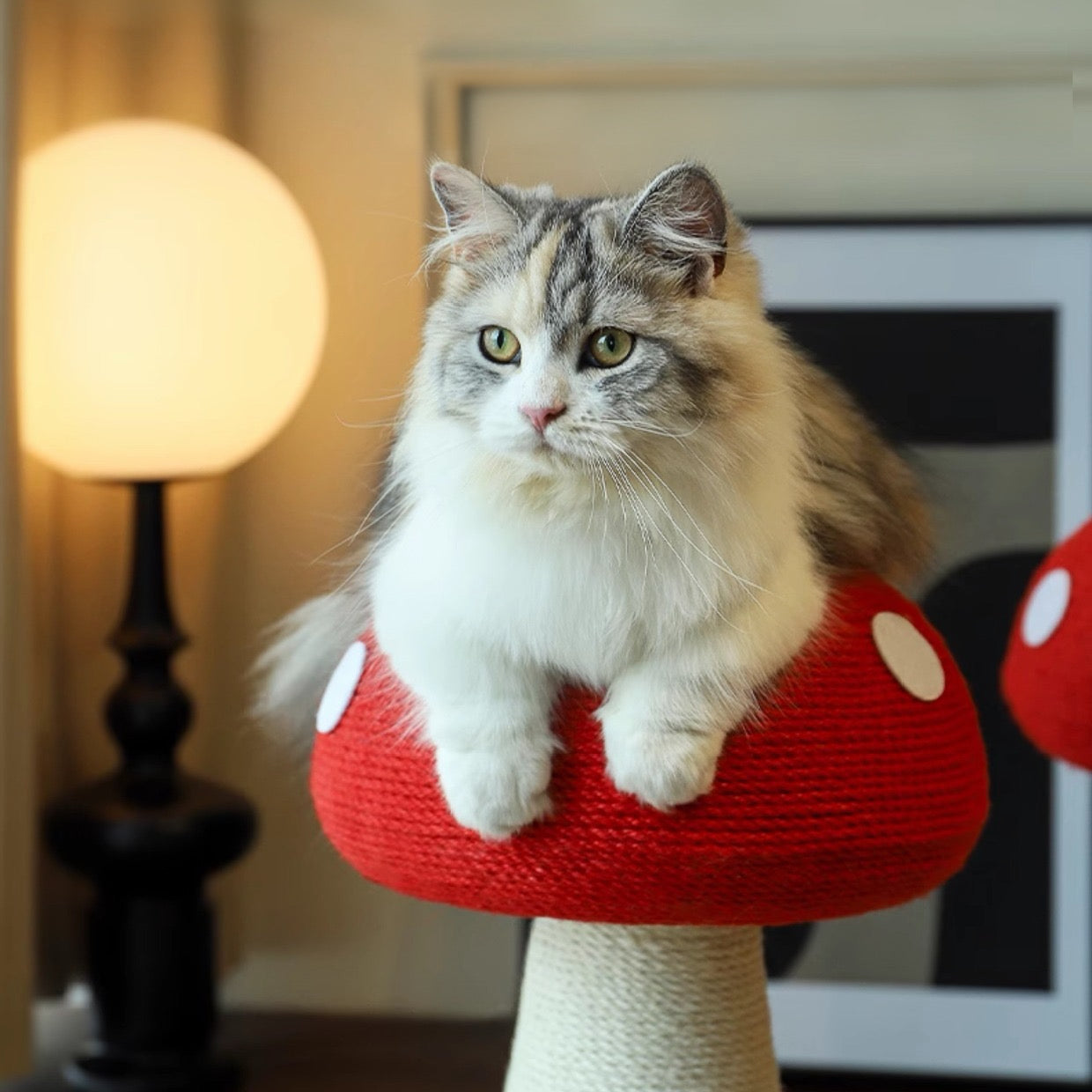 Cats